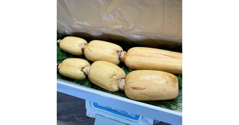 【ふるさと納税】 岡山県産 棚田れんこん約2kg 国産 棚田蓮根 れんこん レンコン 蓮根 野菜 お取り寄せ 冷蔵 岡山県 美咲町 送料無料 【2024年10月上旬‐2025年3月上旬発送予定】