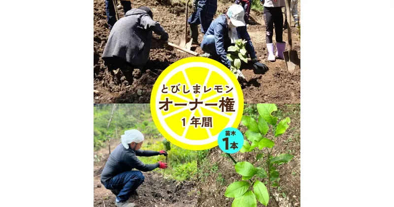 【ふるさと納税】とびしま レモン 苗木1本 オーナー権 1年間オーナー制度 フルーツ 植樹 地域支援 地域応援 園地来訪 お世話体験 広島県 呉市