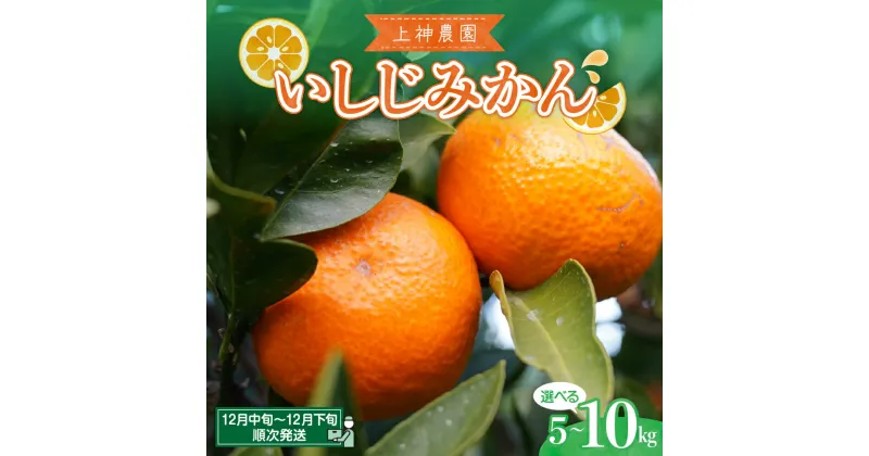 【ふるさと納税】【先行受付】上神農園のいしじみかん 約5kg / 約10kg内容量が選べる みかん ミカン 蜜柑 フルーツ 果物 柑橘 ビタミンC お取り寄せ 先行予約 年末 中生 なかて 甘い コク 果実 ジューシー 果汁 果肉 爽やか ビタミン 瀬戸内海 国産 広島県 呉市