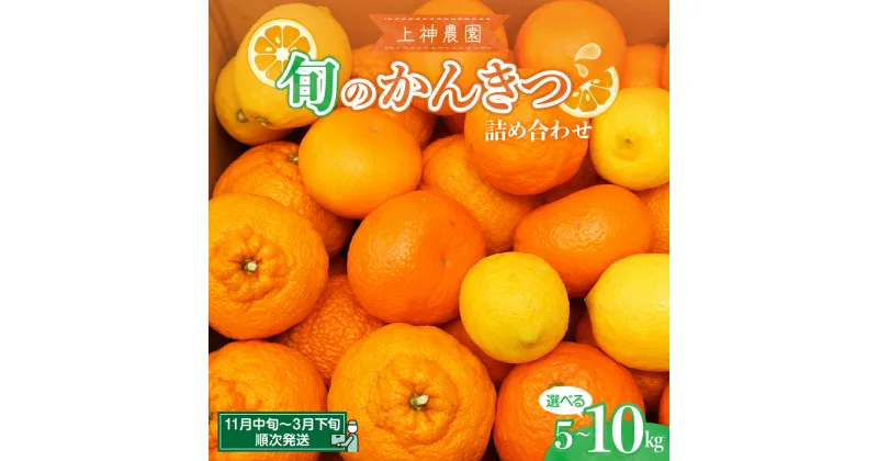 【ふるさと納税】旬の柑橘 詰め合わせ 約5kg / 約10kg内容量が選べる みかん ミカン 詰め合わせ 柑橘 果物 フルーツ お取り寄せ ジューシー 甘い ポンカン 不知火 しらぬい オレンジ 甘夏 八朔 はっさく レモン 檸檬 冬 爽やか 広島県 呉市