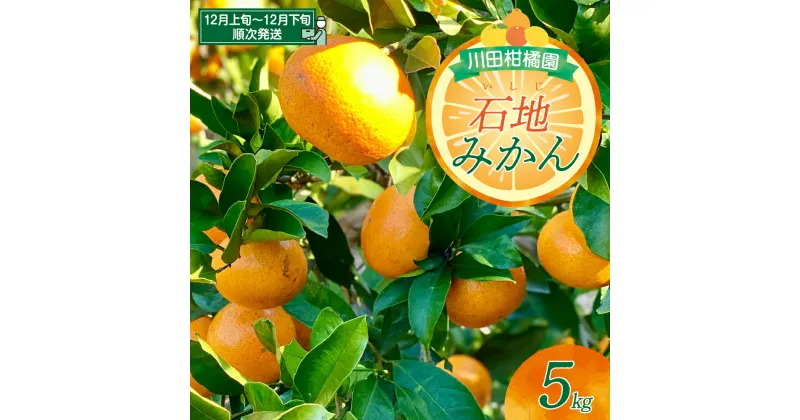 【ふるさと納税】【先行受付】川田柑橘園 呉市大長産 「 いしじみかん 」5kg石地みかん 中生みかん みかん ミカン 蜜柑 柑橘 果物 フルーツ 濃厚 甘い コク 産地直送 国産 先行予約 常温配送 送料無料 広島県 呉市