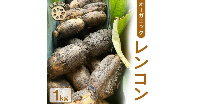 【ふるさと納税】【農家直送！】オーガニックレンコン 1kg ｜ レンコン オーガニック 蓮根 産地直送 シャキシャキ 甘み 野菜 やさい 根菜 食品 広島県 竹原市　※2024年8月上旬頃より順次発送予定