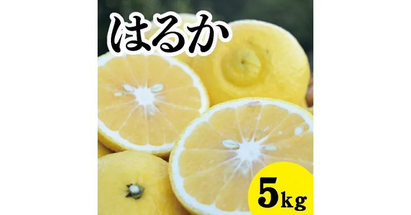 【ふるさと納税】【先行予約】はるか約5kg【2025年3月中旬以降発送】瀬戸内 佐木島 鷺島みかんじま フルーツ 蜜柑 柑橘 果物 みかん ミカン 産地直送 お取り寄せ 017029