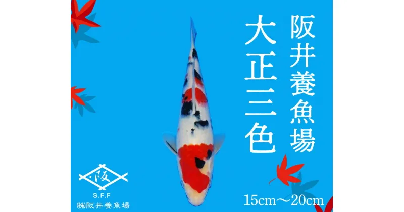 【ふるさと納税】阪井養魚場 錦鯉 大正三色 当歳 1匹 ※写真は令和4年度に実際に寄附者へ発送した鯉です※ 【 生き物 魚 飼育 錦鯉 鯉 紅白 三色 優勝 受賞 稚魚 】 お届け：12月～3月 054002