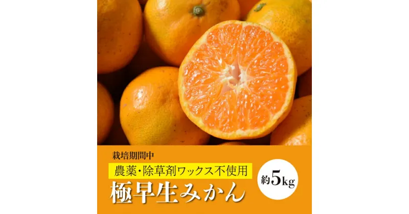 【ふるさと納税】【先行予約】極早生みかん約5kg 《果遊工房》【2024年11月以降発送】蜜柑 柑橘 果物 ミカン フルーツ ジューシー 甘いみかん 産地直送 お取り寄せ 017008