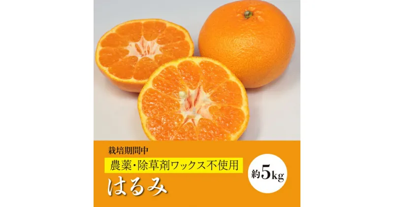 【ふるさと納税】【先行予約】はるみ約5kg《果遊工房》【2025年2月以降発送】佐木島 鷺島みかんじま フルーツ 蜜柑 柑橘 果物 ミカン ジューシー 甘いみかん 産地直送 お取り寄せ 017010