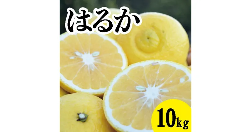 【ふるさと納税】【先行予約】はるか約10kg【2025年3月中旬以降発送】瀬戸内 佐木島 鷺島みかんじま フルーツ 蜜柑 柑橘 果物 みかん ミカン 産地直送 お取り寄せ 017030