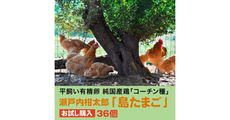 【ふるさと納税】【お試し】島たまご34個(破卵保障＋2個)《有精卵》平飼い 新鮮 卵 玉子 瀬戸内柑太郎 純国産鶏 産地直送 コーチン 017034