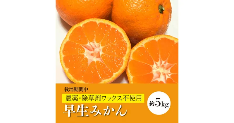 【ふるさと納税】【先行予約】早生みかん約5kg 《果遊工房》【2024年11月以降発送】蜜柑 柑橘 果物 ミカン フルーツ ジューシー 甘いみかん 産地直送 お取り寄せ 017009