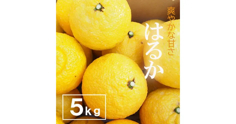 【ふるさと納税】爽やかな甘さのはるか　5kg　＜2025年3月上旬より発送開始＞ | 広島県尾道市 広島県 尾道市 広島 尾道 ふるさと 納税 支援 はるか みかん フルーツ 果物 青果 柑橘