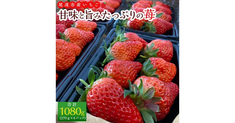 【ふるさと納税】河野園芸の完熟いちご4パック ＜2025年1月から発送開始＞