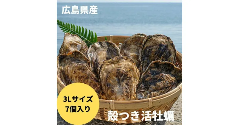 【ふるさと納税】＼寄附額改定／　〈3Lサイズ7個〉年中うまい！丹精込めた「うつみかき小町」(殻付) | かき小町 牡蠣 カキ かき 殻付 焼き牡蠣 冷蔵 貝 魚介 海産物 広島県 福山市