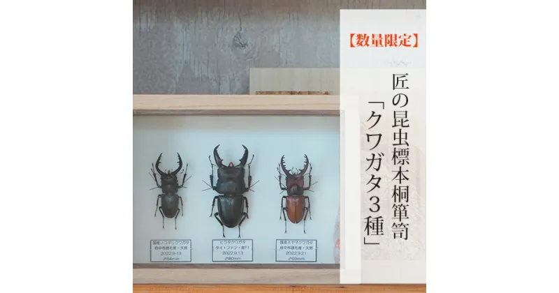 【ふるさと納税】No.576 【数量限定】匠の昆虫標本桐箪笥「クワガタ3種」 ／ ヒラタクワガタ ミヤマクワガタ ノコギリクワガタ 桐箱 標本箱 送料無料 広島県