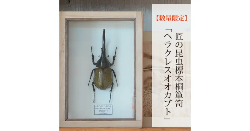 【ふるさと納税】No.577 【数量限定】匠の昆虫標本桐箪笥「ヘラクレスオオカブト」 ／ カブトムシ 桐箱 標本箱 送料無料 広島県