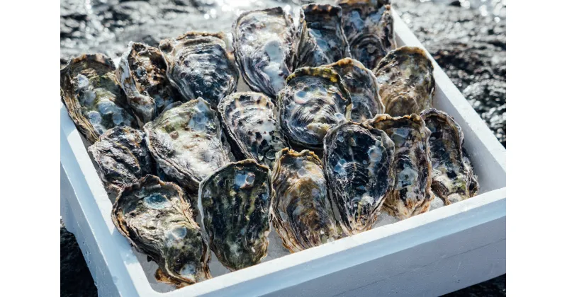 【ふるさと納税】【予約商品】牡蠣　広島　殻付き牡蠣（13個～15個）　矢野水産【配送不可：離島】【配送時期：2025年1月上旬〜2025年4月上旬】