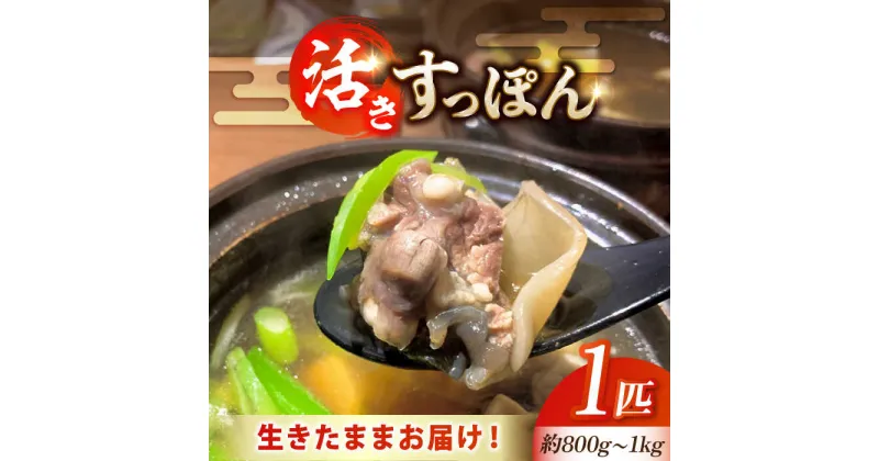 【ふるさと納税】生きたまま届く最高級食材！ 安心安全な国産！江田島育ちのすっぽん【活き】スッポン 料理 人気 美容 健康 ギフト 広島県産 江田島市/平井興産株式会社 [XAC003]