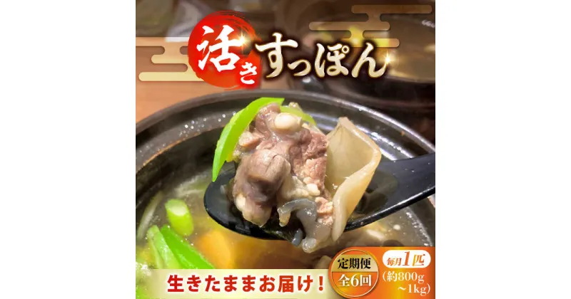 【ふるさと納税】【全6回定期便】生きたまま届く最高級食材！ 安心安全な国産！ 江田島育ちのすっぽん 【活き】料理 人気 美容 健康 ギフト 広島県産 江田島市/平井興産株式会社[XAC011]