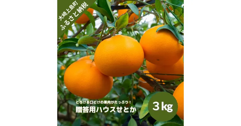 【ふるさと納税】2月発送予定 文田農園 せとか 約3kg 広島県 大崎上島町 瀬戸内 離島 国産 濃厚 柑橘 みかん 果物 フルーツ 贈答用 ギフト 送料無料 産地直送