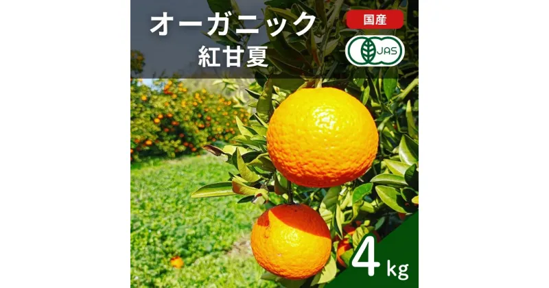 【ふるさと納税】国産 オーガニック紅甘夏 約4kg 甘夏 有機JAS認証 瀬戸内 広島 大崎上島 離島 有機栽培 安心 安全 オーガニックフルーツ 柑橘 あまなつ 濃厚 果物 ギフト 2~3月発送 送料無料 産地直送 中原観光農園