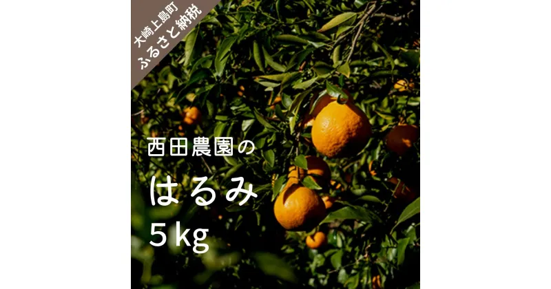 【ふるさと納税】2月頃発送予定 西田農園 はるみ 約5kg 30個程度 広島県 大崎上島町 瀬戸内 離島 国産 柑橘 ミカン みかん 濃厚 甘い 送料無料 産地直送