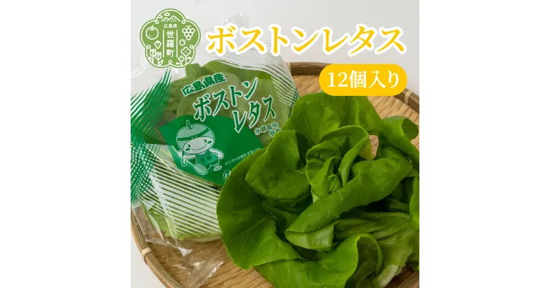 【ふるさと納税】ボストンレタス12個入り (70g以上/個) 肉厚 サラダ菜 送料無料 産地直送 新鮮 野菜 やさい 生野菜 サラダ レタス A010-01