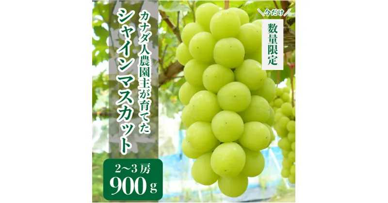 【ふるさと納税】シャインマスカット 約900g(2～3房)【先行予約・数量限定】カナダ人農園主 ぶどう ブドウ マスカット フルーツ 果物 くだもの 産地直送 世羅【2024年9月下旬以降順次発送】A021-03