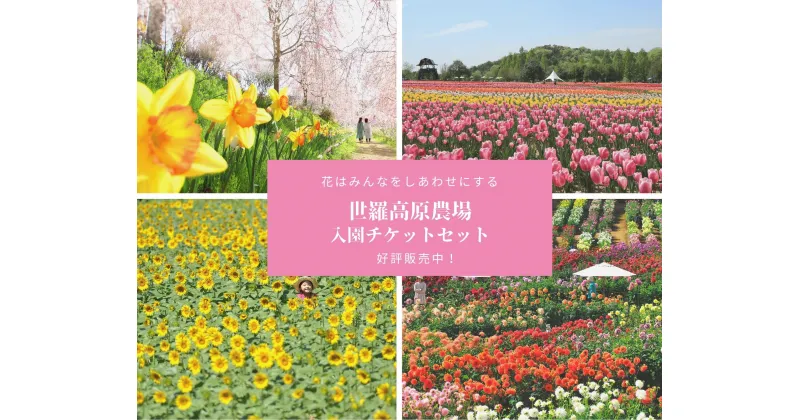 【ふるさと納税】花畑入園ペアチケット《世羅高原農場》しだれ桜 チューリップ ひまわり ダリア ガーデンマム 観光 農園 A041-09