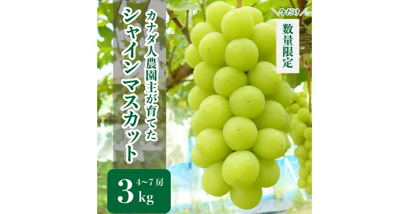 【ふるさと納税】シャインマスカット 約3kg(4～7房)【先行予約・数量限定】カナダ人農園主 ぶどう ブドウ マスカット フルーツ 果物 くだもの 産地直送 世羅 SDGs【2024年9月下旬以降順次発送】A021-18