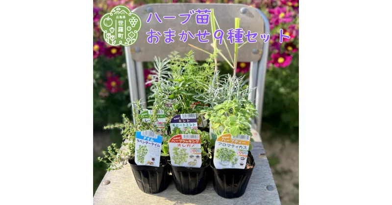 【ふるさと納税】ハーブ苗おすすめ9種セット 家庭菜園 観葉植物 ハーブガーデン ガーデニング 花苗 A051-01