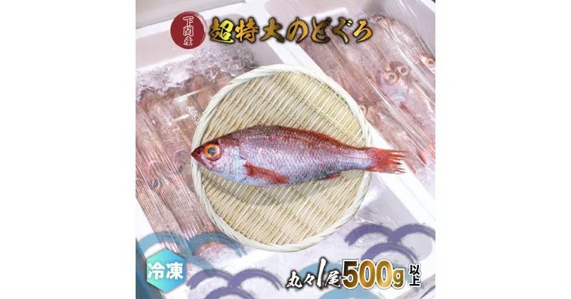 【ふるさと納税】 のどぐろ 500g up 1尾 特大 サイズ アカムツ 下処理 済み 冷凍 下関 唐戸市場 鮮魚店 直送 高級 鮮魚 炙り 刺し もオススメ 白身 トロ 水揚げ量 日本一