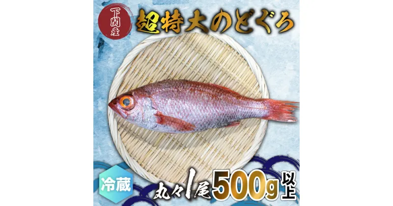 【ふるさと納税】 のどぐろ 500g up 1尾 特大 サイズ アカムツ 冷蔵 新鮮 下関 唐戸市場 鮮魚店 直送 高級 鮮魚 炙り 刺し もオススメ 白身 トロ 水揚げ量 日本一