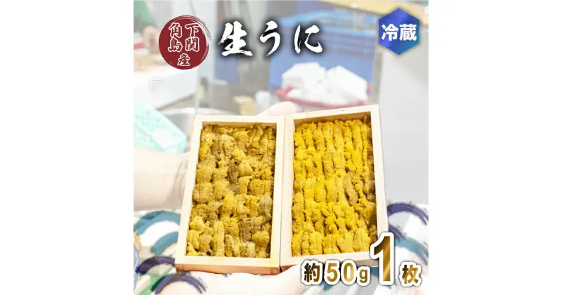 【ふるさと納税】 うに ウニ 生うに 雲丹 紫うに 赤うに 板ウニ 1枚 約50g 冷蔵 角島産 下関 唐戸市場 直送