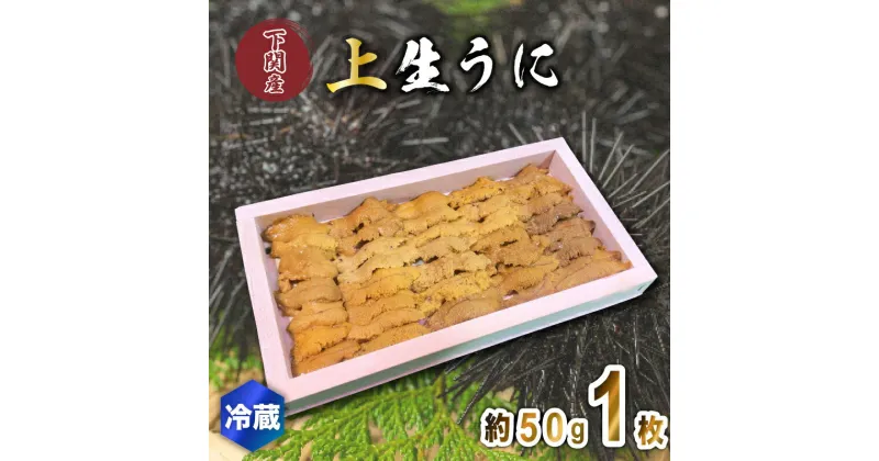 【ふるさと納税】 うに 生うに 上品 ウニ 雲丹 紫うに 赤うに 板ウニ 1枚 約50g 冷蔵 角島産 下関 唐戸市場 直送