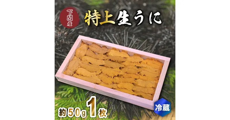 【ふるさと納税】 うに 特上品 生うに ウニ 雲丹 紫うに 赤うに 板ウニ 1枚 約50g 冷蔵 角島産 下関 唐戸市場 直送