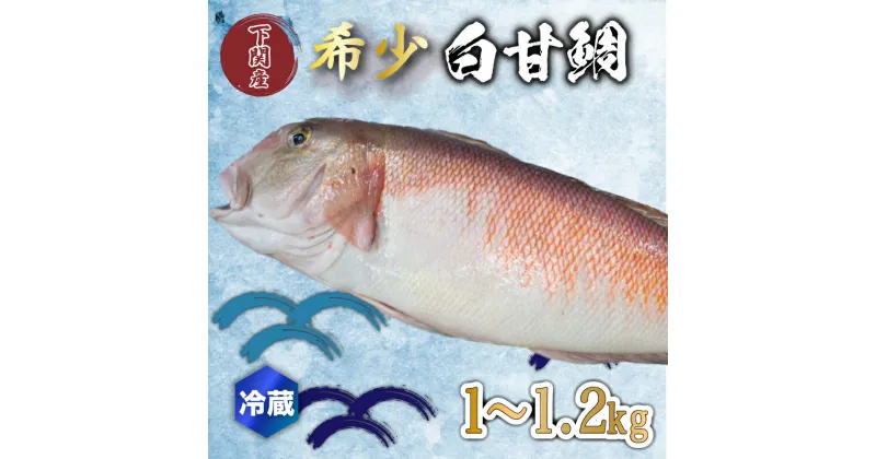 【ふるさと納税】 白 甘鯛 1～1.2kg 冷蔵 高級 魚 鮮魚 シロ アマダイ 鯛 下処理 済み 新鮮 下関 唐戸市場 直送