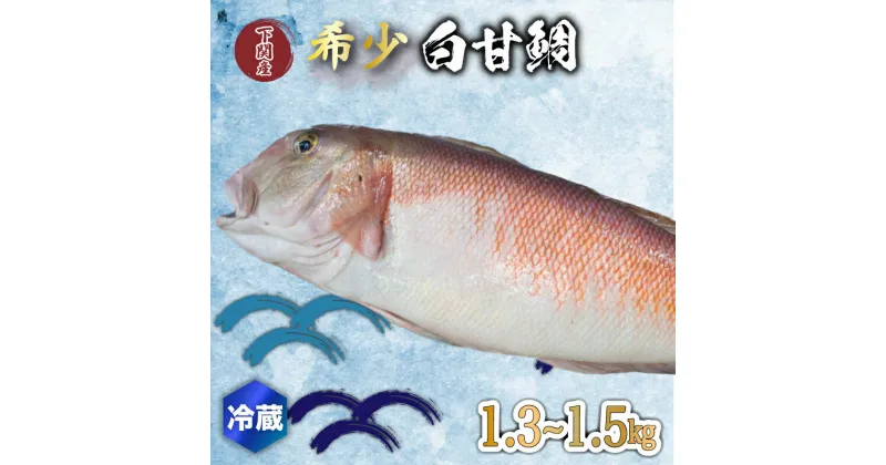 【ふるさと納税】 白 甘鯛 1.3～1.5kg 冷蔵 高級 魚 鮮魚 シロ アマダイ 鯛 下処理 済み 新鮮 下関 唐戸市場 直送