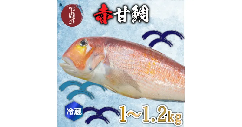 【ふるさと納税】 赤 甘鯛 1～1.2kg 冷蔵 高級 魚 鮮魚 シロ アマダイ 鯛 下処理 済み 新鮮 下関 唐戸市場 直送