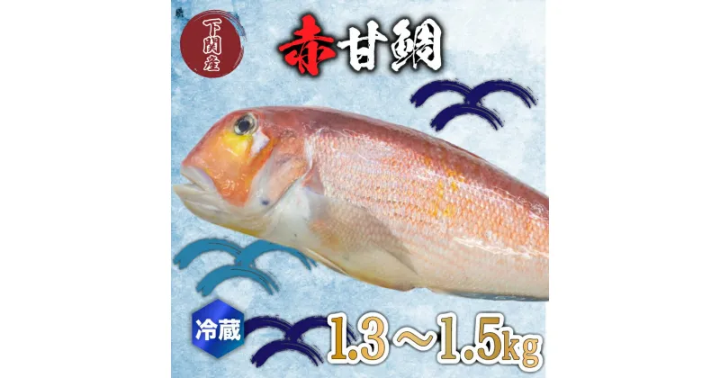 【ふるさと納税】 赤 甘鯛 1.3～1.5kg 冷蔵 高級 魚 鮮魚 アカ アマダイ 鯛 下処理 済み 新鮮 下関 唐戸市場 直送