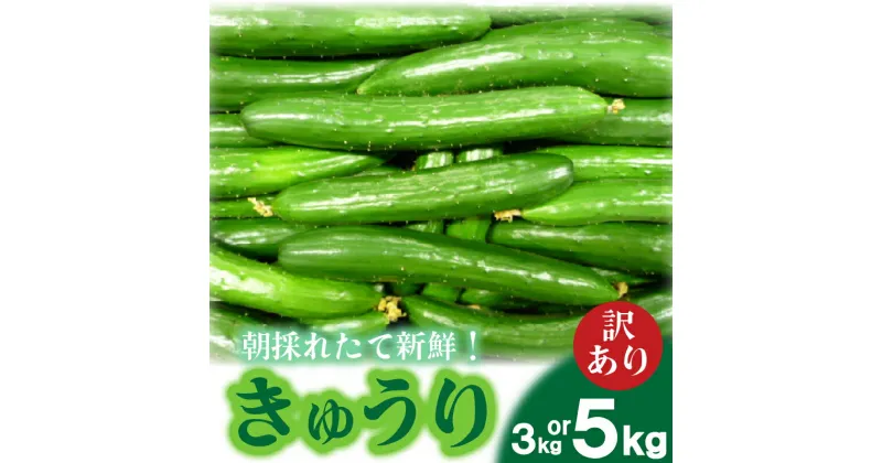 【ふるさと納税】 きゅうり 訳あり 3kg or 5kg 朝採れ 野菜 赤土 キュウリ 胡瓜 新鮮 カリカリ 山口産 もぎたて 料理 お弁当 サラダ 大容量 遠足 ピクニック 下関市 山口 5営業日以内発送【 期間限定 】