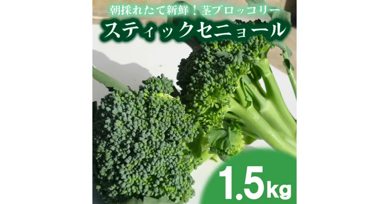 【ふるさと納税】 茎 ブロッコリー 1.5kg スティックセニョール 朝採れ 新鮮 野菜 サラダ お弁当 ピクニック 産地直送 期間限定 下関 山口 【2024年12月より出荷】【 先行予約 】