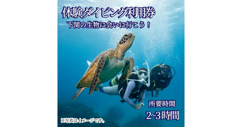 【ふるさと納税】体験 ダイビング アクティビティ 利用券 チケット 1名様分 ビーチ スポーツ マリンスポーツ 下関 山口