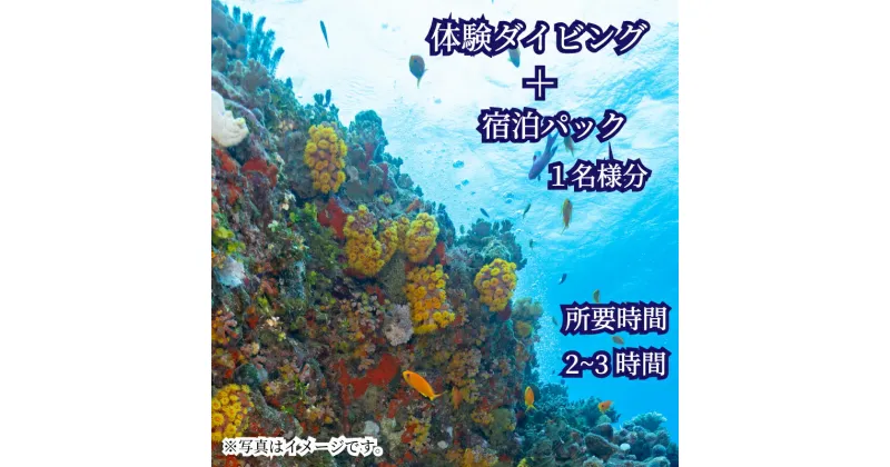 【ふるさと納税】 ダイビング 宿泊 体験 ビーチ スポーツ マリンスポーツ 宿泊 下関 山口