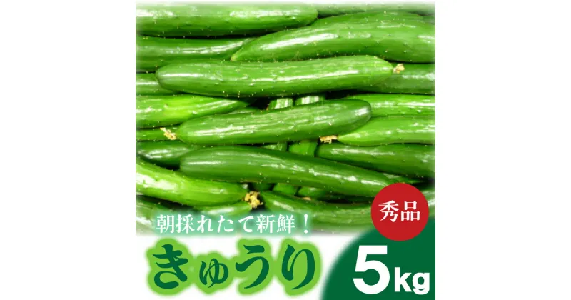 【ふるさと納税】 選べる サイズ きゅうり 秀品 5kg 朝採れ 野菜 赤土 キュウリ 胡瓜 新鮮 カリカリ 山口産 もぎたて 料理 お弁当 夕飯 サラダ 大容量 遠足 ピクニック 下関市 山口 【2024年9月頃より出荷】 【 期間限定 】