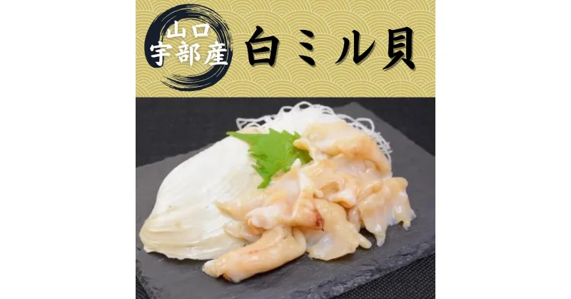 【ふるさと納税】山口 宇部産 新鮮 白ミル貝 約500g　山口県 宇部市 鍋 新鮮 貝 魚介 シーフード 刺身 ソテー 揚げる 煮る おかず 産地直送 白 ミル貝