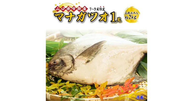 【ふるさと納税】 [先行予約]※7月～9月出荷※《三枚おろし》 マナガツオ 1尾 (約2kg) 【 刺身 塩焼き 魚 新鮮 おかず 高級魚 産地直送 山口県 宇部市 】