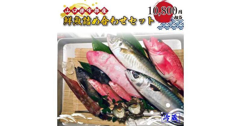 【ふるさと納税】 鮮魚 詰め合わせ・セット・パック (10,800円相当) 【 魚 新鮮 ツマミ 刺身 塩焼き 詰め合わせ 高級魚 市場直送 山口県 宇部市】