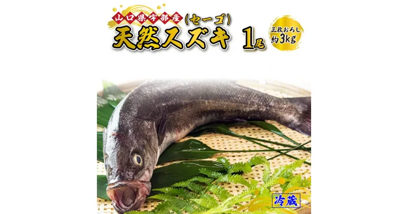 【ふるさと納税】 《三枚おろし》 天然 スズキ ・ セーゴ (1尾 約3kg) 【 魚 新鮮 ツマミ 刺身 煮つけ 市場直送 山口県 宇部市 】