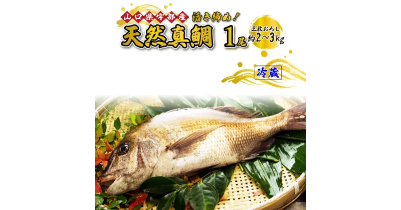 【ふるさと納税】 《三枚おろし》 鯛 活き締め！天然 真鯛 ！天然 タイ ！ (1尾 約2～3kg) 【 魚 新鮮 ツマミ 刺身 塩焼き 市場直送 山口県 宇部市 】