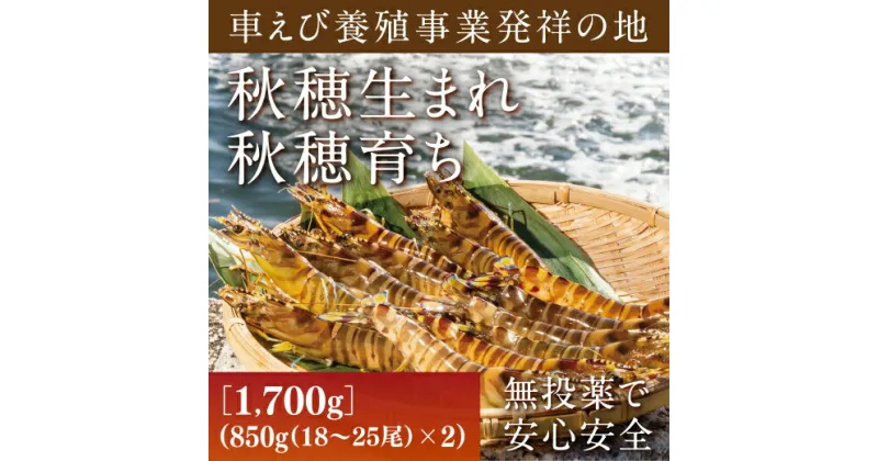 B056【ふるさと納税】旭水産活き車海老（あいおえび）1700g（850g（18～25尾）×2）【養殖】