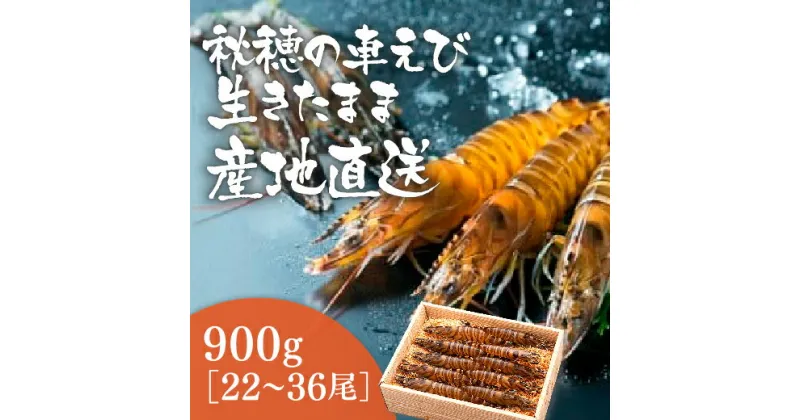 C040【ふるさと納税】活きあいおえび900g（22〜36尾）